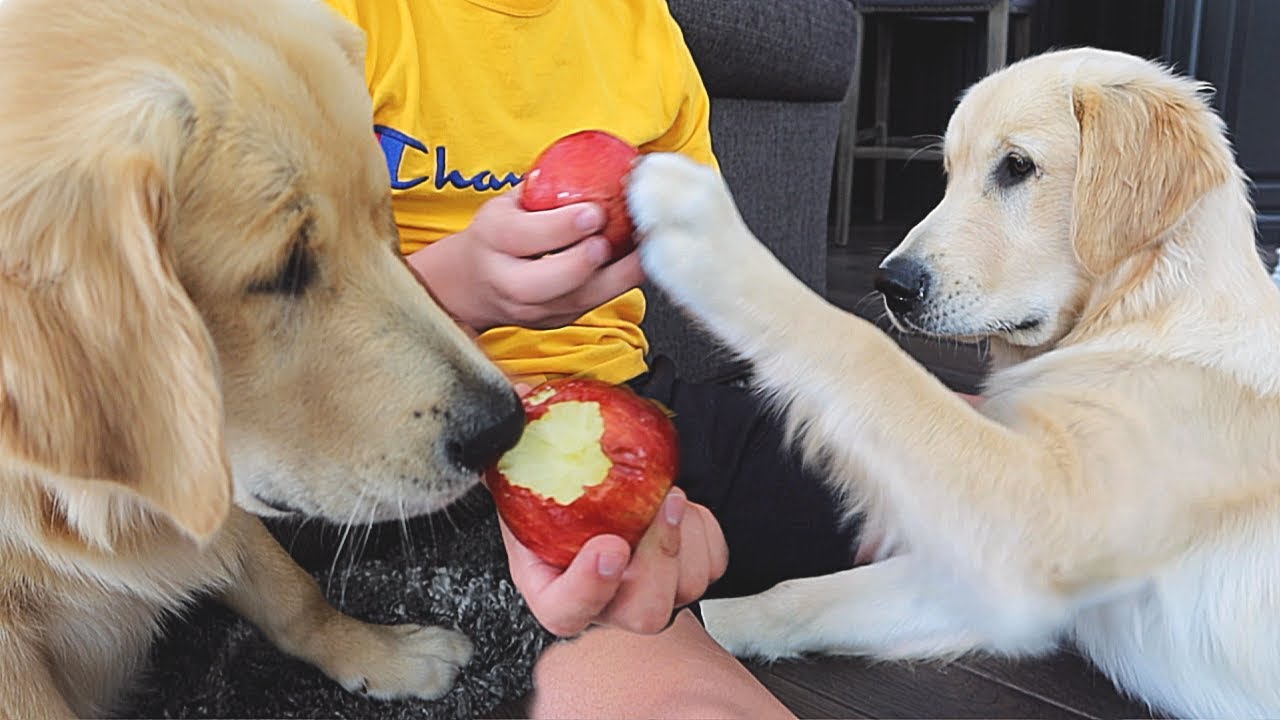 Dogs Taste Testing New Foods! Carrots, Apples & Pickles! YouTube
