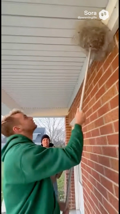 spider nest gone wrong