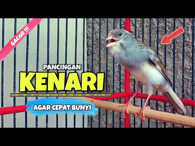 PANCINGAN Kenari Paud Agar CEPAT BUNYI || MASTERAN Burung KENARI GACOR Panjang #22 class=