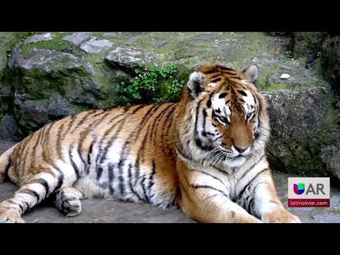 Muere tigre del zoológico de Little Rock