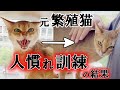 威嚇を繰り返す元繁殖猫のアビシニアンが人馴れ訓練を頑張った結果…
