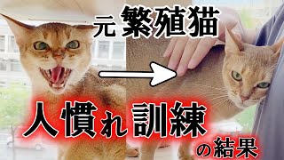 威嚇を繰り返す元繁殖猫のアビシニアンが人馴れ訓練を頑張った結果…