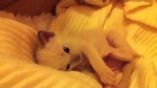 Tonkinese kitten play time! by zephanco 589 views 12 years ago 1 minute, 58 seconds