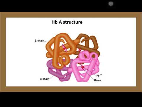 شرح الهيموجلوبين | Hemoglobin