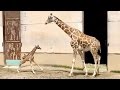 周南市の徳山動物園にアミメキリンの赤ちゃん誕生 の動画、YouTube動画。
