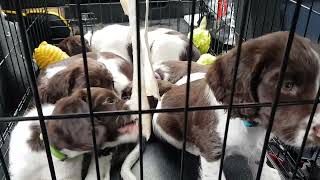 8 Week Old English Springer Spaniels Puppies Vet Trip by Wixy Belle 764 views 2 years ago 1 minute, 2 seconds