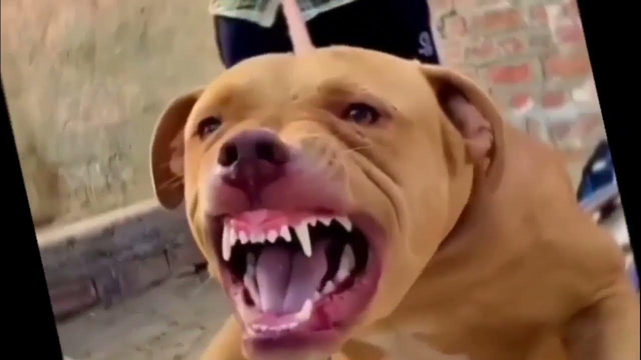 pitbull new punjabi song video 2022 pitbull aggressive YouTube