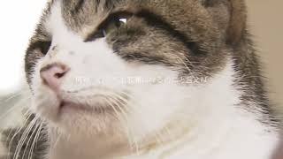 Sekaiichi Oukina Neko