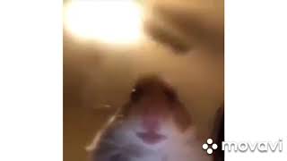 Full Hamster stares at you for 1 hour and 7 seconds Update