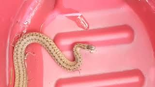 October 17, 2023, Rat Snake At Cuckoos Nest Crtc