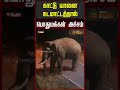 2 நாட்களாக முகாமிட்டுள்ள காட்டு யானை.. பொதுமக்கள் அச்சம் | Elephant Roaming | Nilgiris
