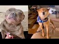 Happy guy happy dog  tiktok compilation