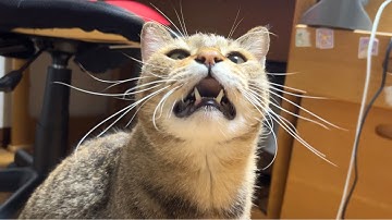 オ゛ォ゛ィ！！ エ゛ェ゛ッ❗️❓️