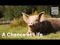 These Farm Animals Got a Chance at Life | NowThis