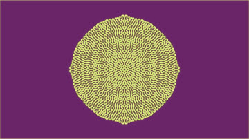 Reaction Diffusion Simulation | k0.0604 / f0.0429