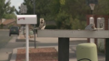 Police investigate NE ABQ mailbox explosions
