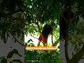 Persiapan Pembosteran #kelengkeng #fyp #video #kebun #reels #petani #fruit #everyone #usa #europe