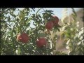 360°-Géo - Arménie, les fruits du paradis FR 1