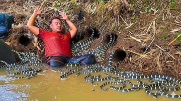  Menemukan  Sarang Ular Belang di Sungai