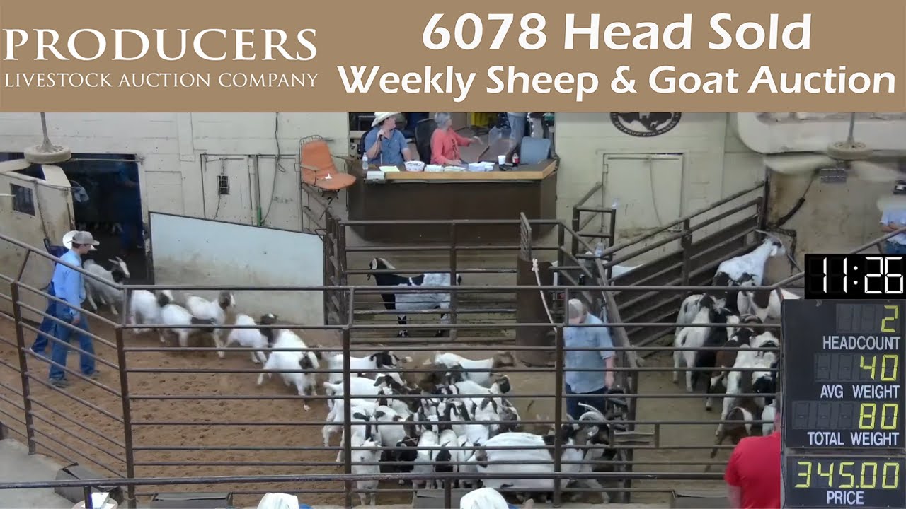 9/27/2022 Producers Livestock Company Sheep & Goat Auction YouTube