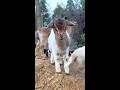 Ate so delicious! #My Rural Life #Baby Lamb #Shepherd Prince