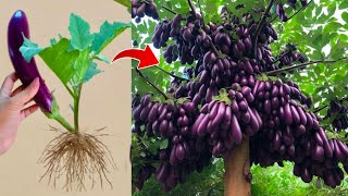 Use these simple ways: to growing eggplant​ tree from eggplants fruit to have more fruit 100%