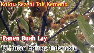 Panen Buah Lai Durian, Durian Kalimantan