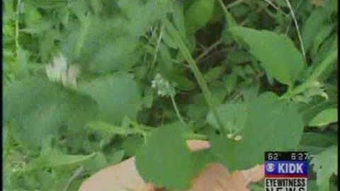 Catnip in Nature Park