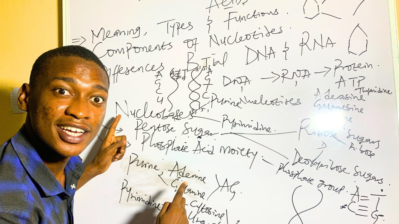 The Biochemistry of Nucleic Acids