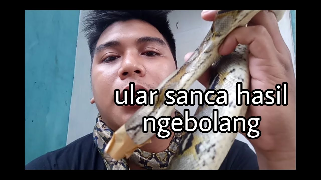 ULAR SANCA KEMBANG.... - YouTube