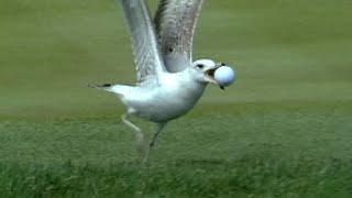 Seagull steals ball on No. 17 at THE PLAYERS in 1998 screenshot 4