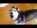 Cute Dogs Say : &quot;I love You&quot; to Owner | Funny Pets Video Compilation