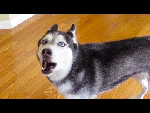 cute-dogs-say-:-"i-love-you"-to-owner-|-funny-pets-video-compilation