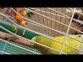 How many times did this budgie switch sides?