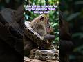 Python ne kisko khana chaha? #MonkeyMother #MotherLove #BraveMother#MotherInstinct #AnimalCourage🐒🌿