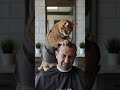 Feline Stylist Gives Purrfect Haircuts #CatBarber #PetGrooming #CutePets