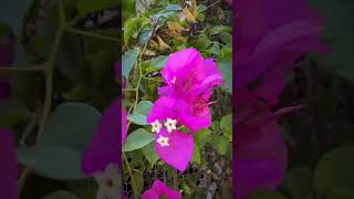 Hawaii Flowers Everywhere 🌺 | Campin’ with the Confers