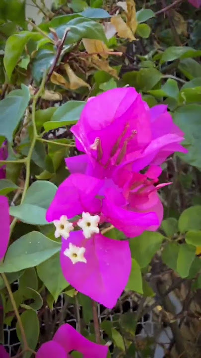Hawaii Flowers Everywhere 🌺 | Campin’ with the Confers