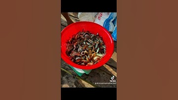 #cá_giống #trại_cá_giống_út_me #fish #cá #fishing #thủy_sản 0909 77 0509