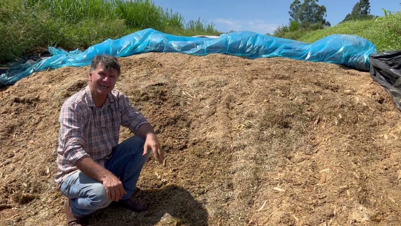 OLHA COMO FICOU MINHA SILAGEM  DE BRS CAPIAÇU DE 70 DIAS COM RESÍDUO DE PÓ DE MILHO.