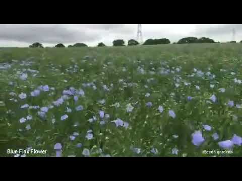 Video: Bunga Flax - Cara Menanam Flax