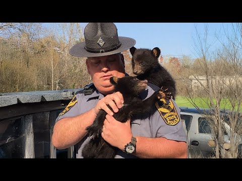 When Baby Animal Distribution System Chooses You🤪 Funny Animals Videos 2025
