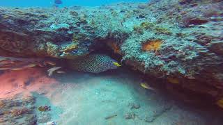 Sodwana Bay   Two Mile Reef 2