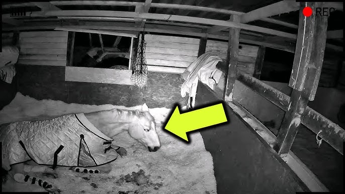 Owner Installs Camera, Sees Why his horse Always Tired - YouTube