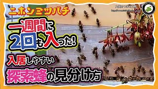 分蜂実況【入居しやすい群とは】探索蜂の見極め方日本みつばちの養蜂 How to Beekeeping