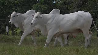 LOTE 204