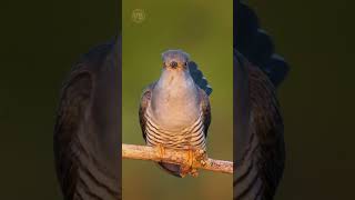 Pássaros Cantando  na Natureza #shorts