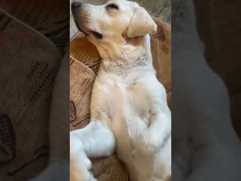 Продолжение прошлого видео) #собака #собаки #щенок #влог #лабрадор #лабрадорретривер