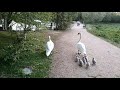 swans 8 cygnets