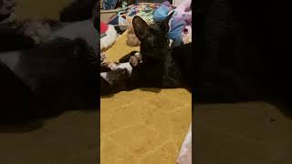 Oriental Dior And Kitty